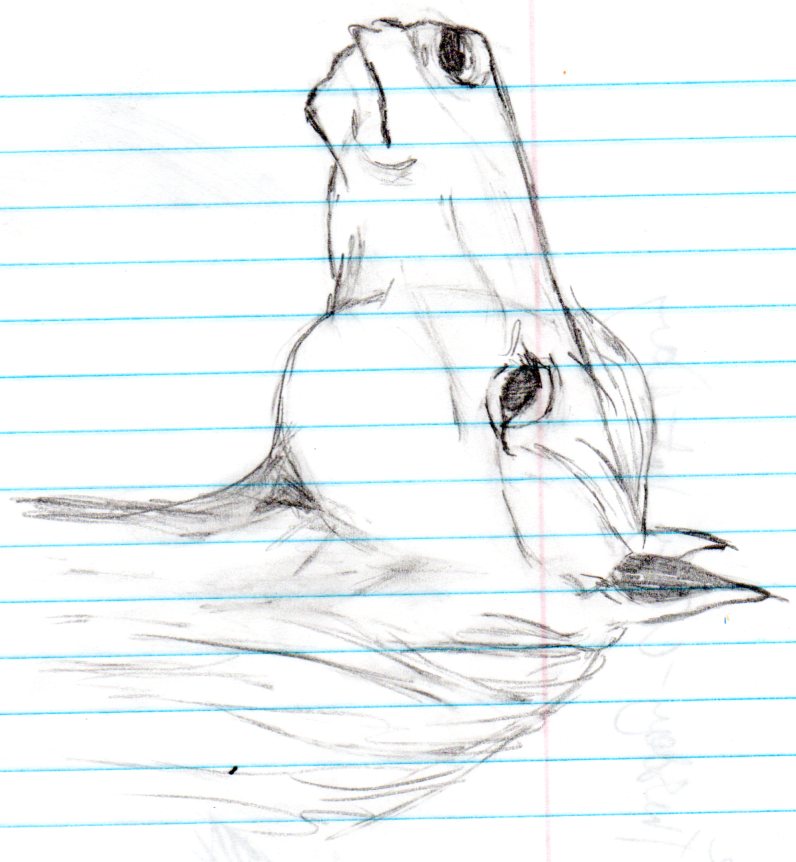 796x862 Horse Head Side View By Springheart16