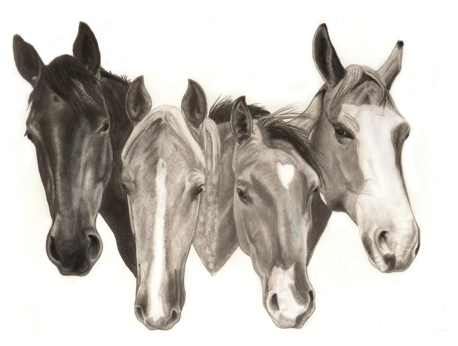 900x680 4 Horse Head Logo By Flyingfancy1