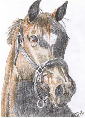 288x400 Gorgeous Horse Head
