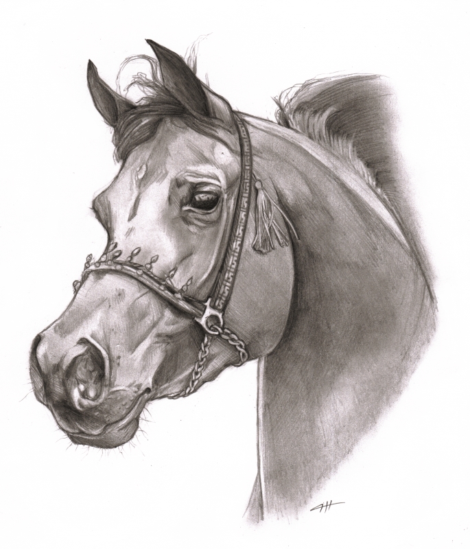 685x800 Horse Head By Cassandracanadyart