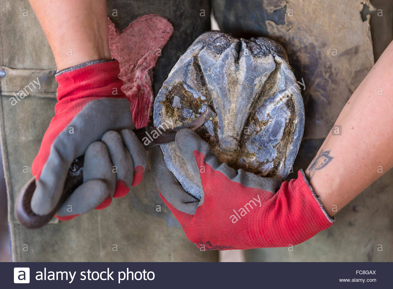 1300x956 Domestic Horse, Foot Care Trimming The Hoof With A Drawing Knife