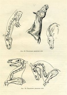 236x332 Horse Anatomy By Herman Dittrich Lower Leg And Hoof Anatomy