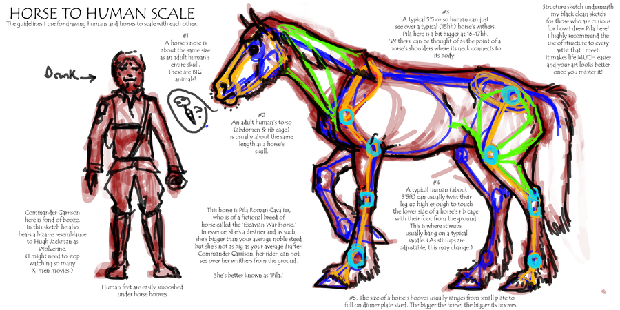 900x450 Horse To Human Scale By Falcolf