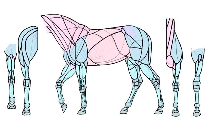 700x415 How To Draw Horses Step By Step Instructions