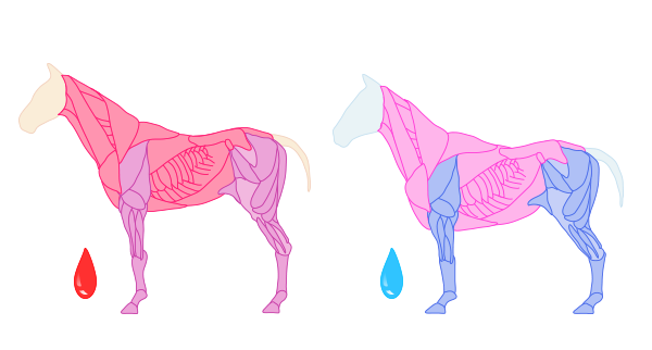 600x322 How To Draw Animals Horses, Their Anatomy And Poses