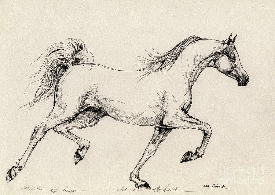 900x641 Arabian Horse Drawing 31 Drawing By Angel Ciesniarska