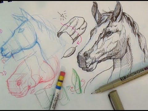 480x360 Pen And Ink Drawing Tutorials How To Draw A Horse Portrait