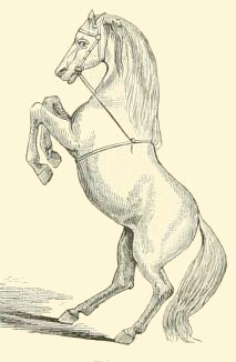 213x326 Rearing Horse