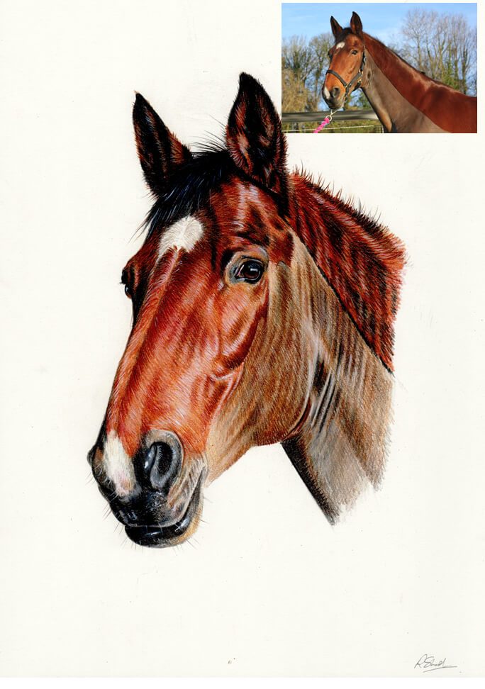 684x972 Colour Pencil Drawing Of Horse Commission Hand Drawn Portraits