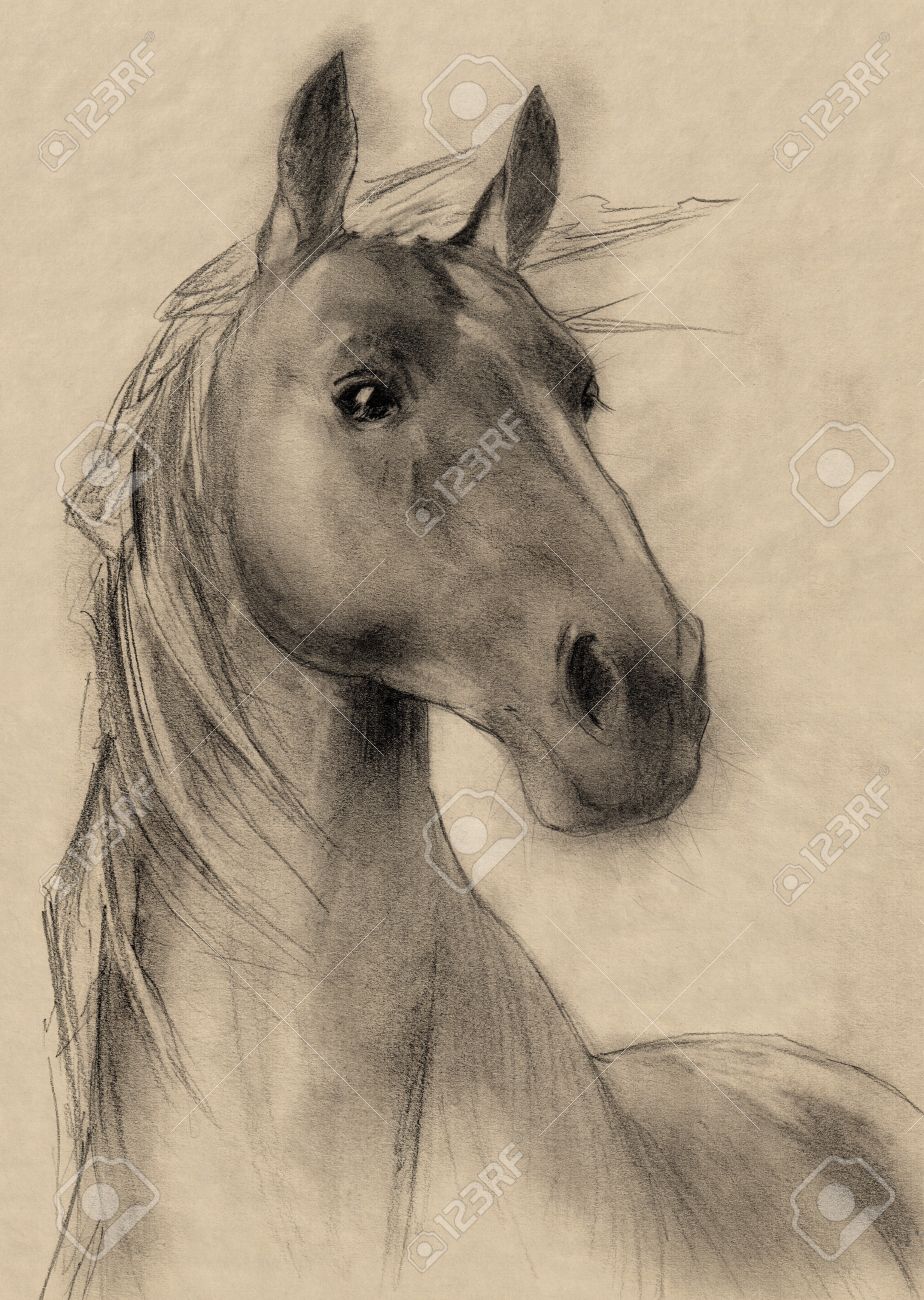 924x1300 Freehand Horse Head Pencil Drawing Stock Photo, Picture
