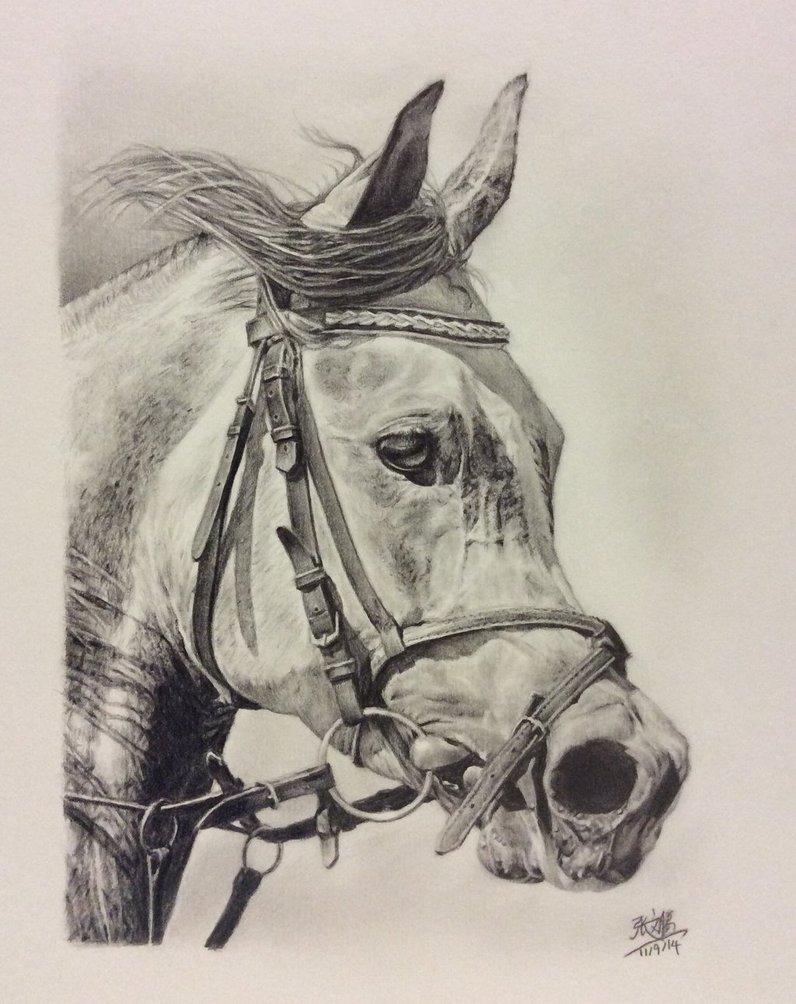 796x1004 Pencil Drawing Of An Arab Horse By Chaseroflight