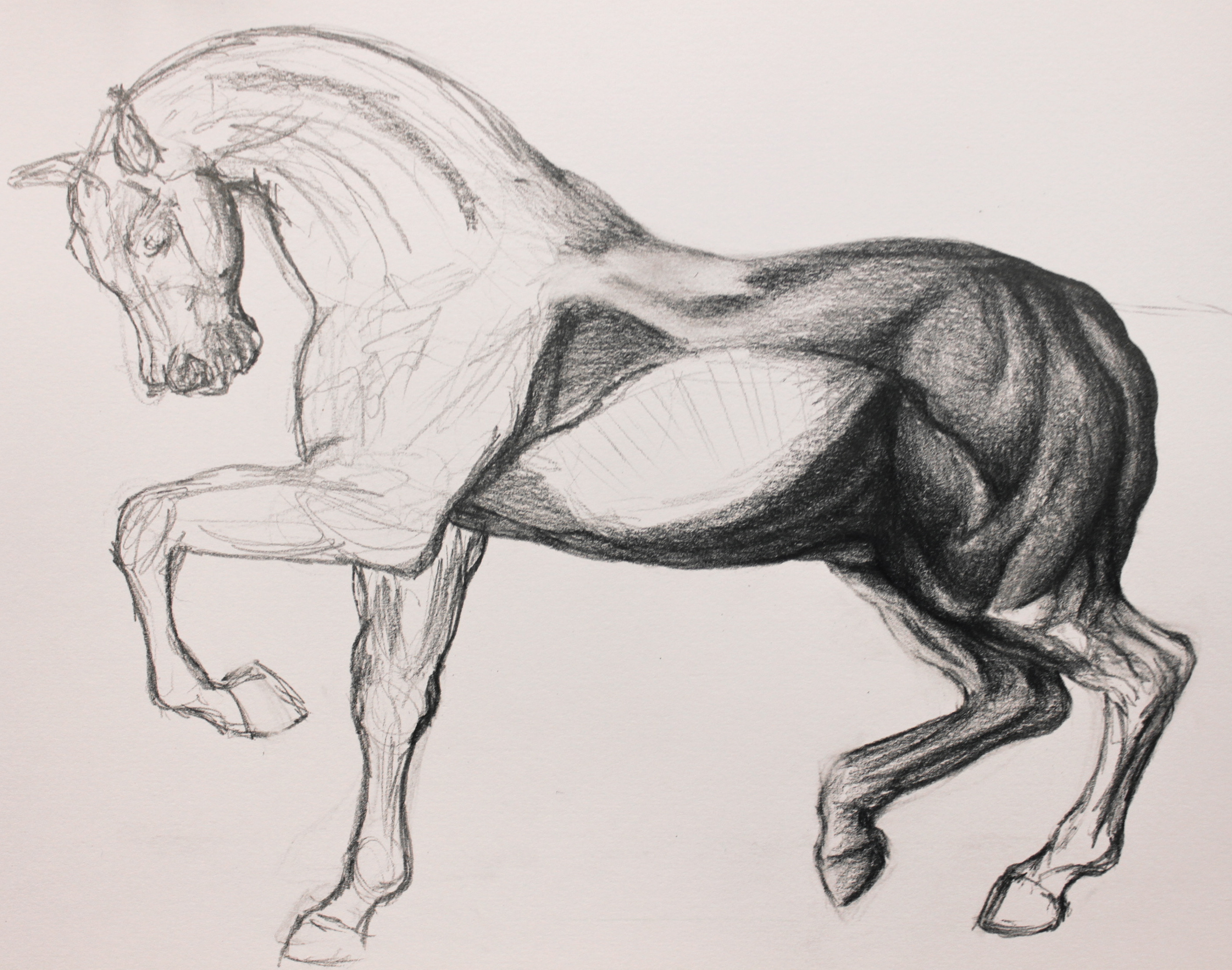 3812x3000 Upcoming Personal Piece Horse Drawing Process Jessica Casner