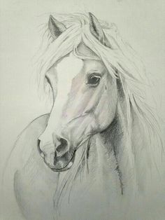 236x314 Horse Head Drawing