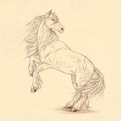 400x400 How To Draw A Horse Step By Step