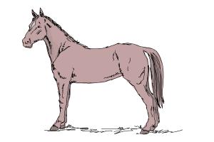 300x200 How To Draw An Easy Horse