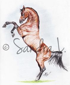 236x288 Images For Gt Wild Horse Drawings In Pencil Art