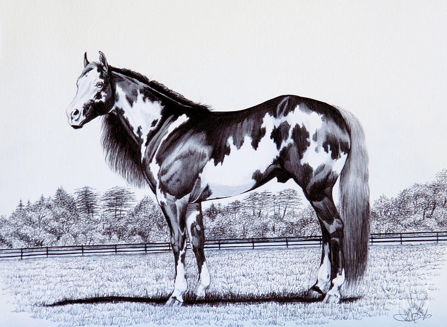 900x659 Photos Horse Drawings Black And White,
