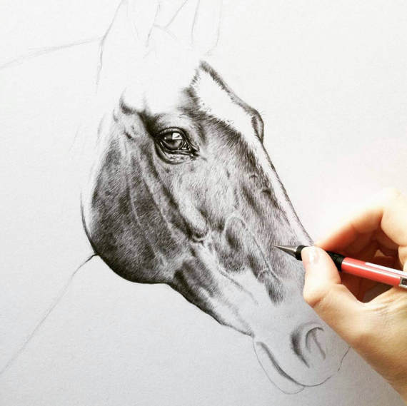 570x569 Custom Horse Art Horse Portrait Drawing Graphite Horse