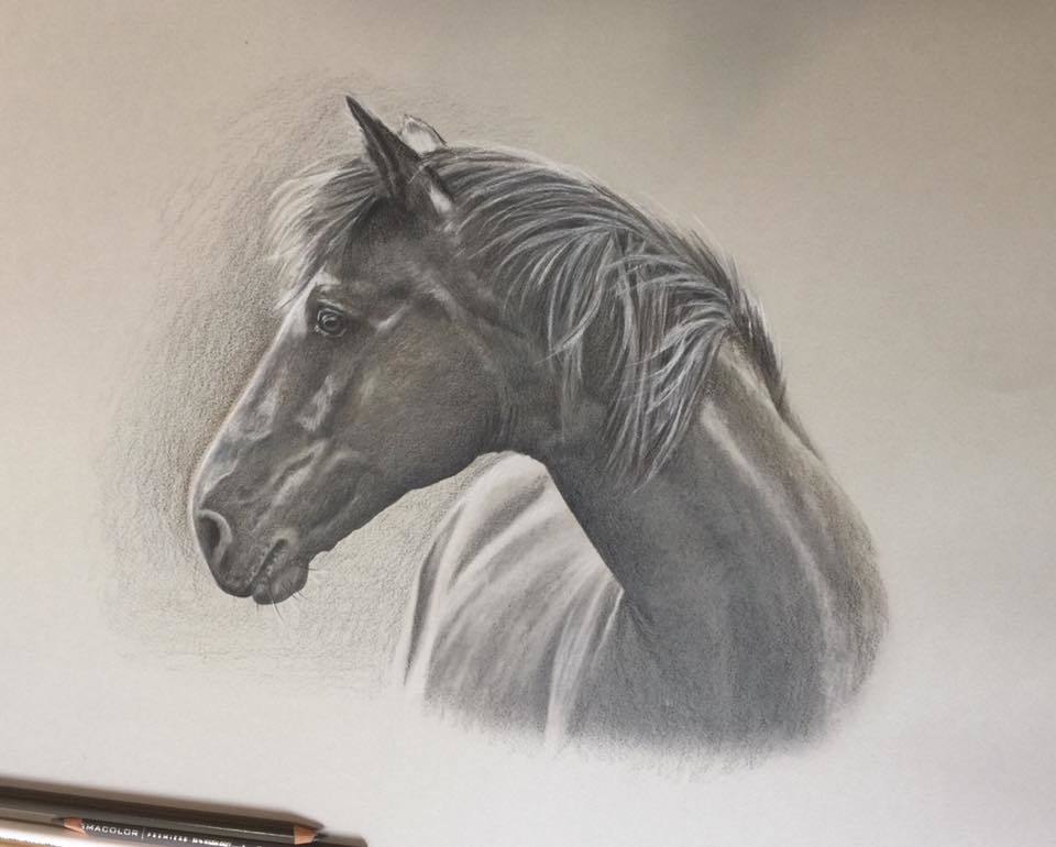 960x770 Horse Portrait