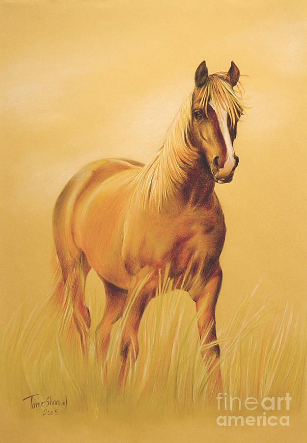 625x900 Horse Portrait Drawing By Tamer And Cindy Elsharouni