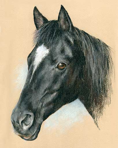409x510 Horse Pastel Portrait Drawing