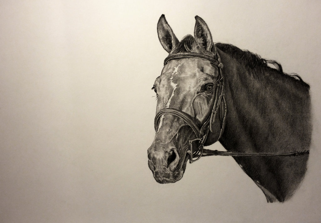 1024x713 Zhivago Pet Horse Portrait Drawing By John Gordon By Johngordonart