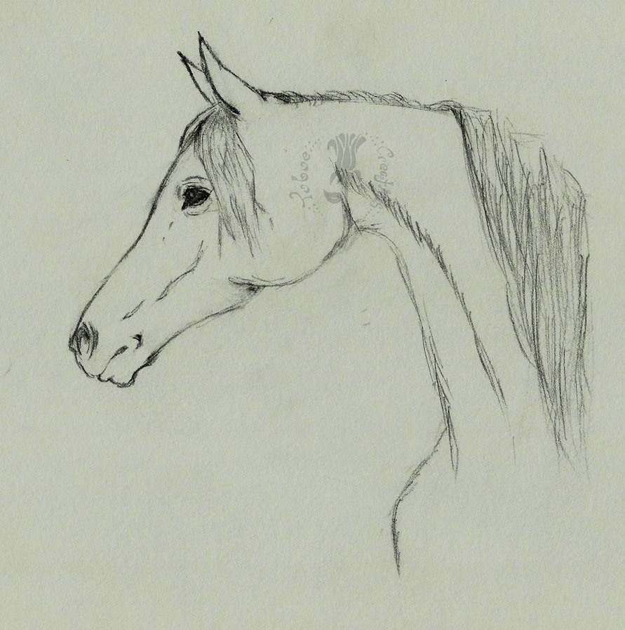 891x897 Arabian Horse Profile By Ryoko Mitsirughi