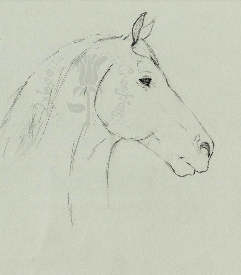 837x955 Draft Horse Profile By Ryoko Mitsirughi