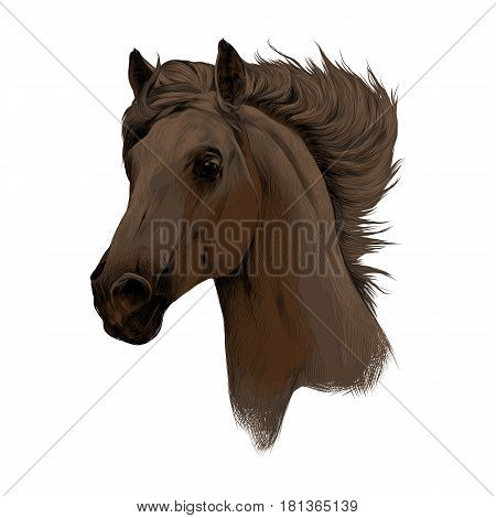 450x470 Head Brown Horse Profile Sketch Vector Amp Photo Bigstock