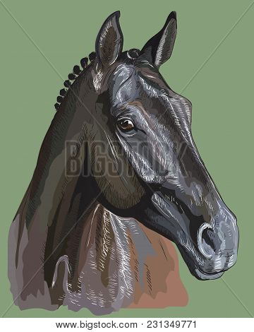360x470 Horse Head Images, Illustrations, Vectors