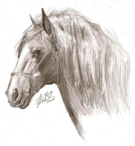 445x480 Horse Profile By Psychointern