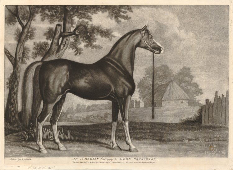 750x548 Portrait Of A Horse In Profile To Right, Standing In A Field