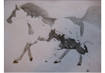 364x253 Tennessee Walking Horse, Horse Drawings