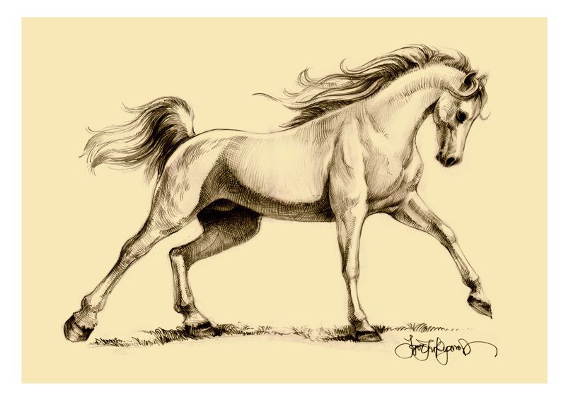 800x569 Horse Drawings And Sketches Arabian Horse Drawing For The Exmoor