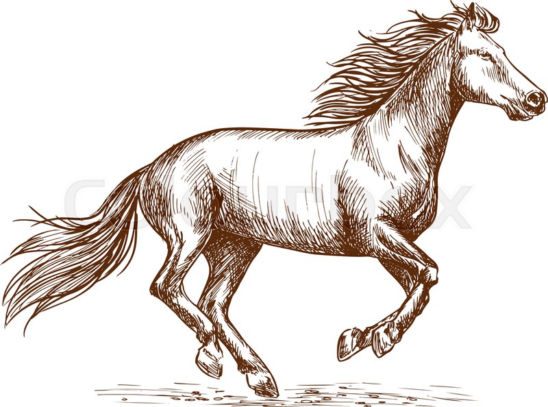 800x594 White Horse Running Gallop Portrait. Vector Thin Line Sketch