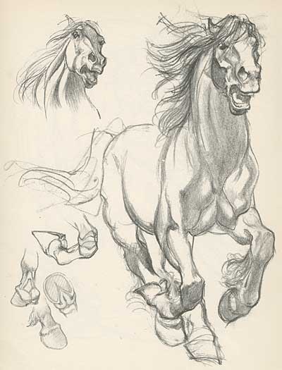 400x525 Draft Horse Sketches By Willy Pogany Drawing