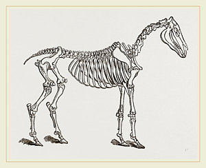 300x244 Horse Skeleton Drawings Fine Art America