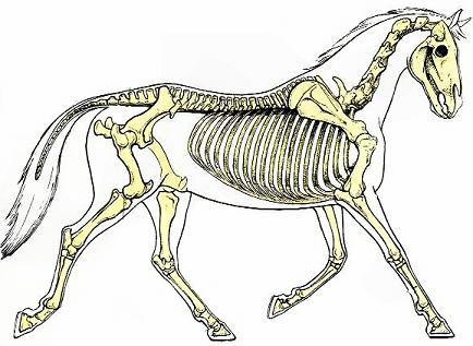 Horse Skeleton Drawing at GetDrawings | Free download