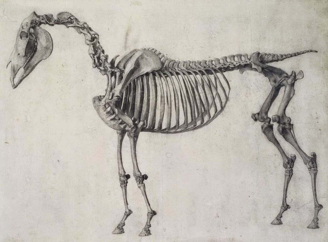1084x800 Try A Beautiful Tonal Drawing Of A Horse's Skeleton Just Like This