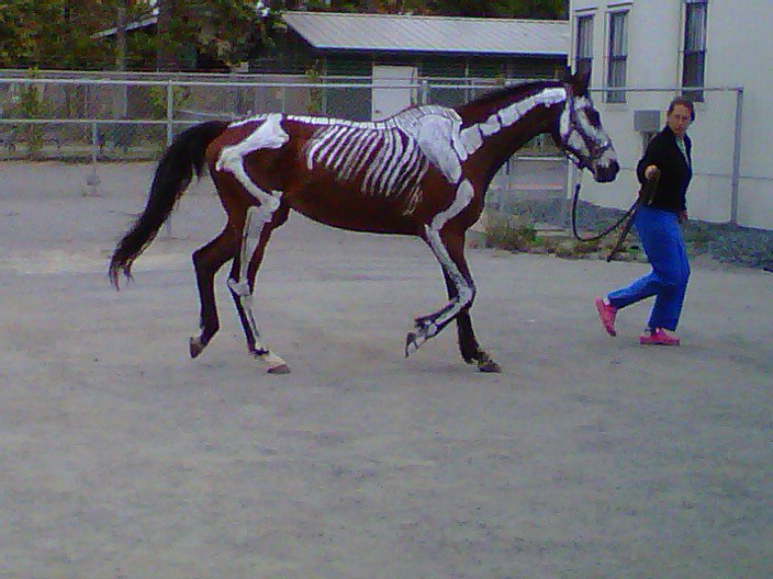 704x528 We Draw On Horses We What!!! Horses Horse