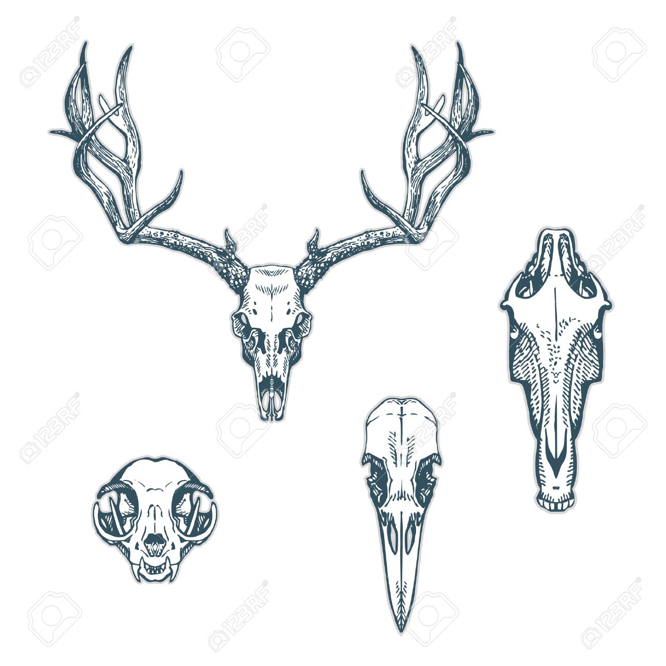 1300x1300 Animal Skulls Set Isolated On White Background. Deer, Horse