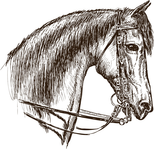 500x483 Hand Drawn Horse Vector Set Free Vector In Adobe Illustrator Ai