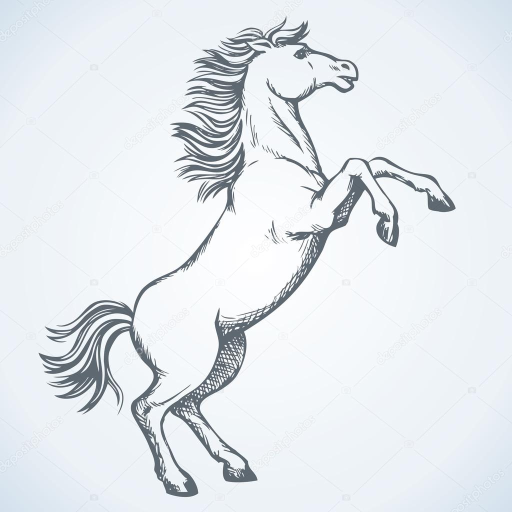 1024x1024 Horse Began To Buck. Vector Drawing Stock Vector Marinka