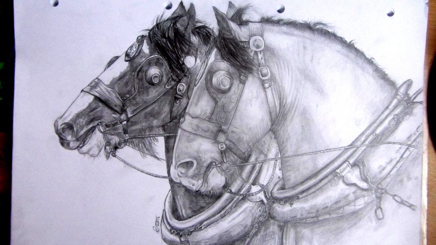 900x506 Draft Horses Drawing By Incrediblenacho