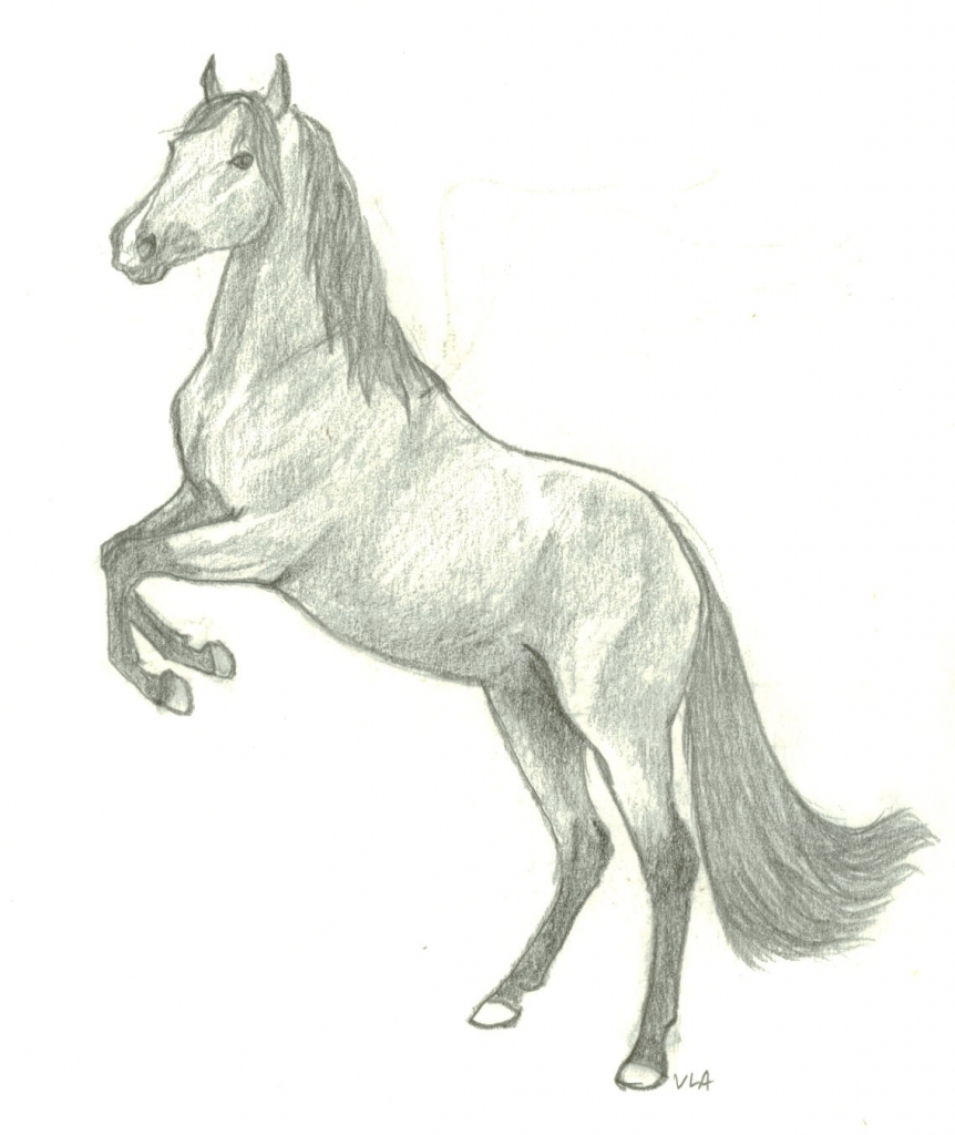 862x1024 Drawings Of Horses Drawing Pictures Of Horses Hd Wallpapers