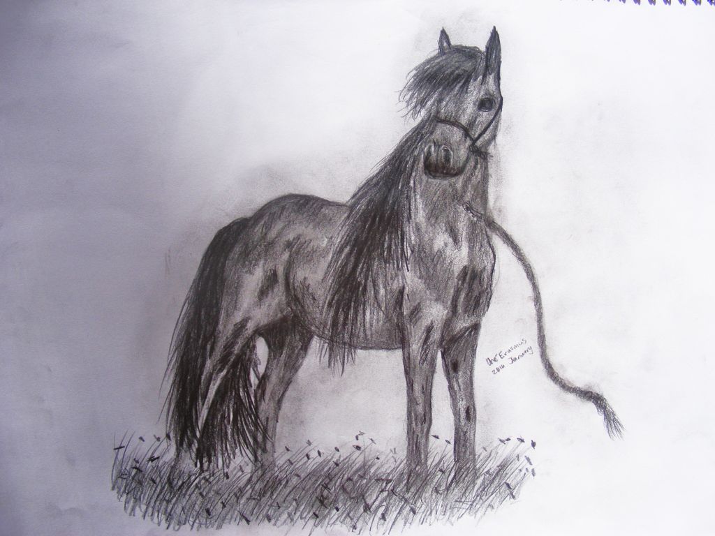 1024x768 How To Draw Horses 7 Steps