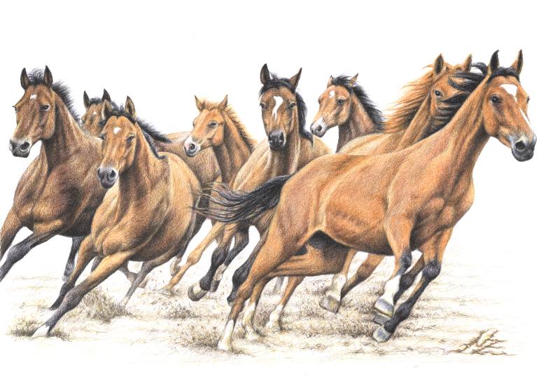 770x537 Saatchi Art Trakehner Horses Drawing By Nicole Zeug