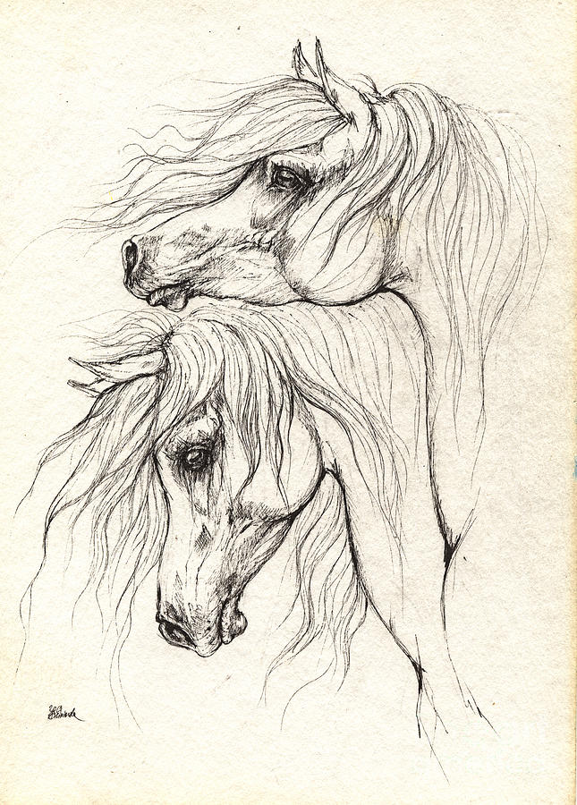 645x900 Two Arabian Horses Drawing Drawing By Angel Ciesniarska