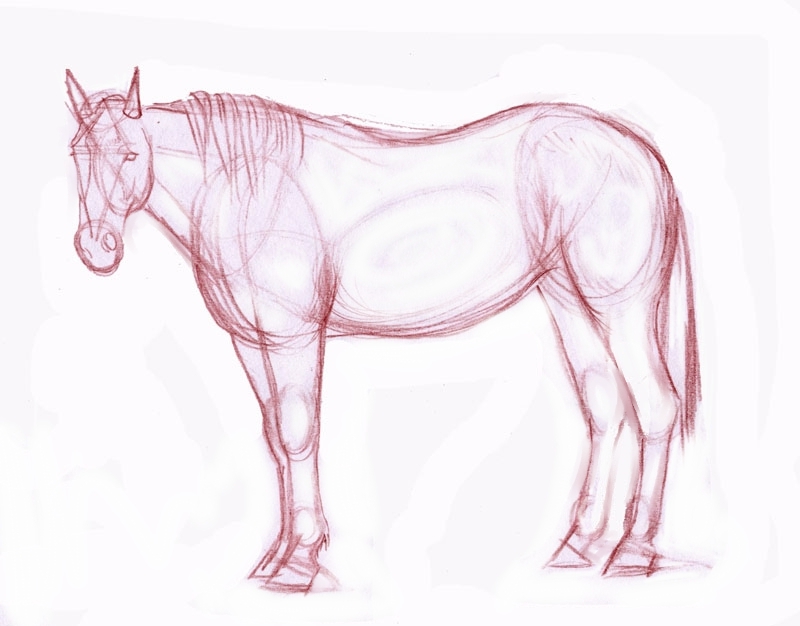 800x626 Learn How Easy It Is To Draw A Horse Horse Drawings, Draw And Horse