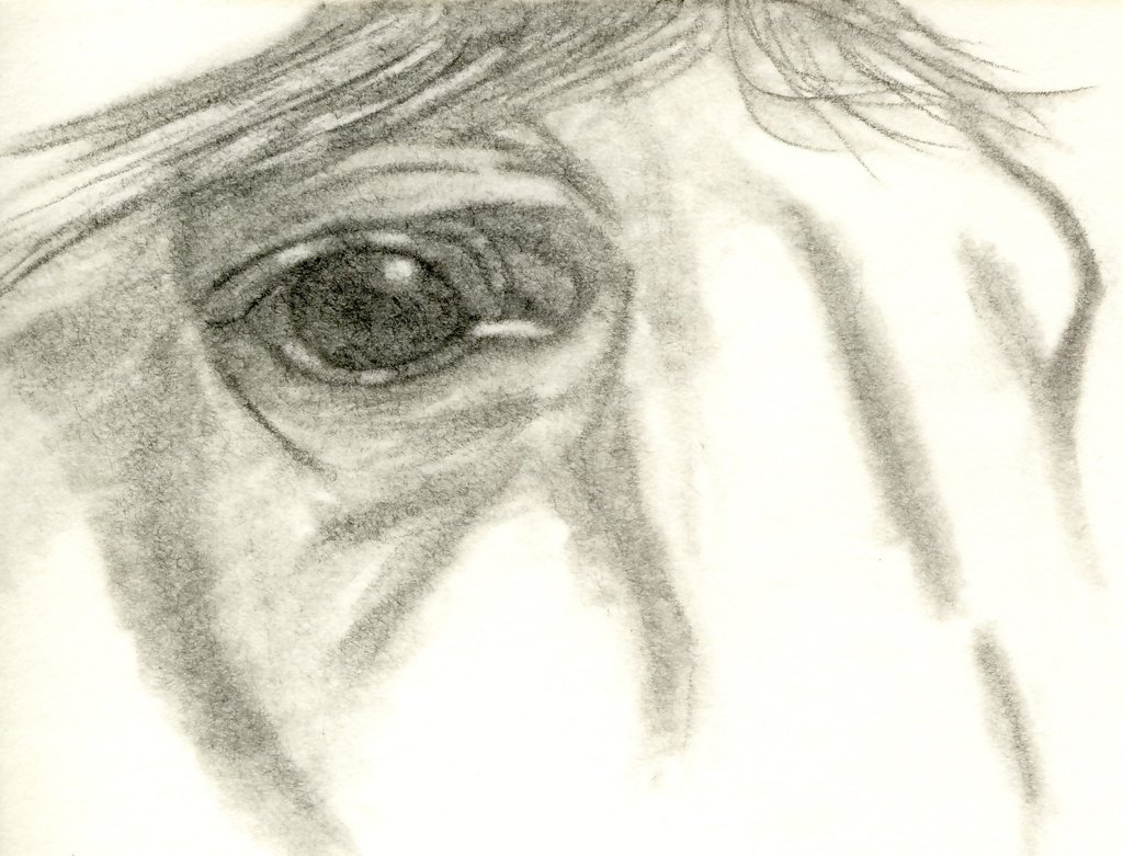 1024x781 My First Horse Face. By Platnumdragonknight